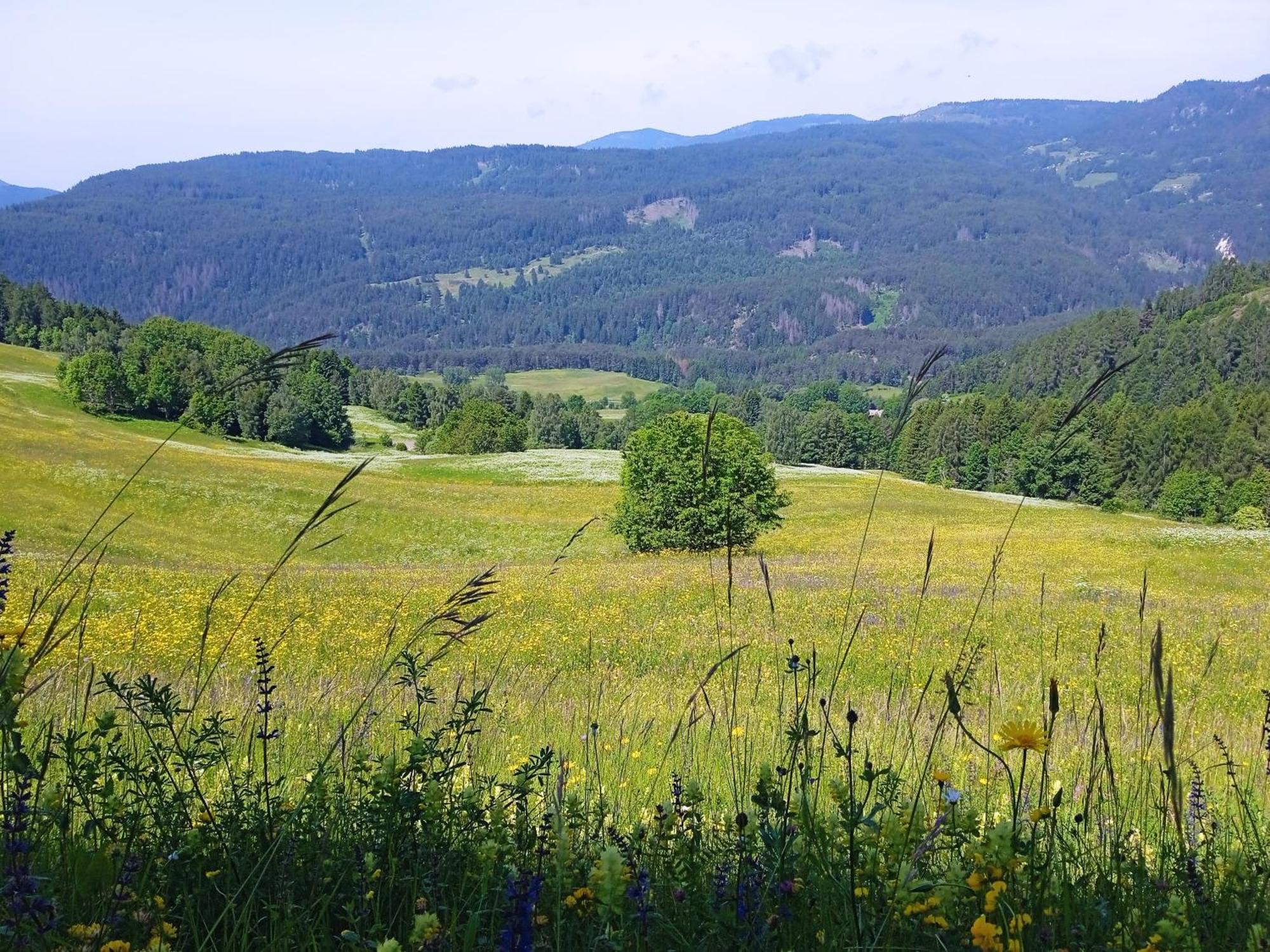 Appartamento Tiziana Val Di Fiemme การาโน ภายนอก รูปภาพ